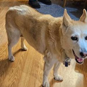 Lost Dog Molly