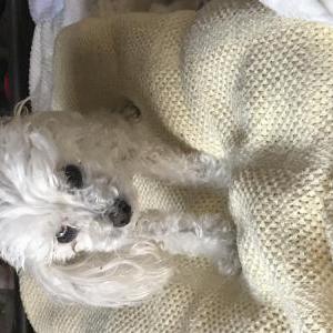 Image of Shyly, Lost Dog