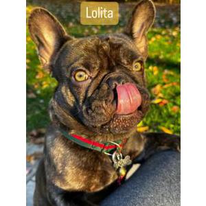 Lost Dog Lolita