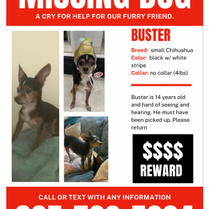 Lost Dog Buster