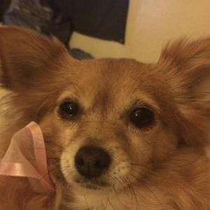Image of Maggie, Lost Dog