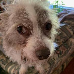 Lost Dog Johnny