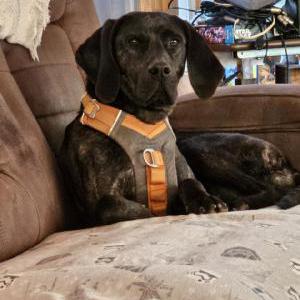 Lost Dog Maynard