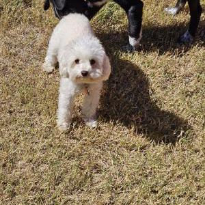 Lost Dog Winter