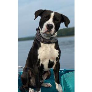Lost Dog Buddy