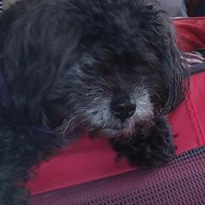 Lost Dog Smokey