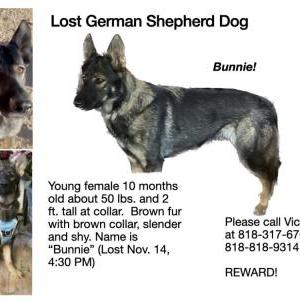 Lost Dog Bunnie