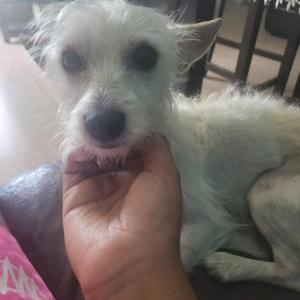 Lost Dog Macha sanchez