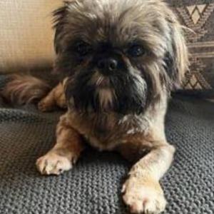 Lost Dog Aspen