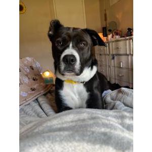 Lost Dog Luna