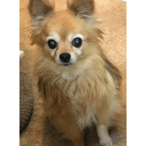 Image of Lulu, Lost Dog