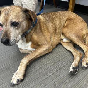 Image of Mac, Lost Dog