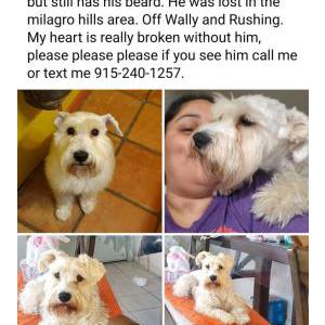 Lost Dog Bear