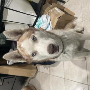 Lost Dog Blue