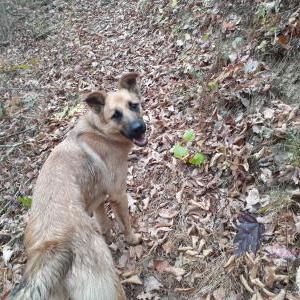 Found Dog unknown