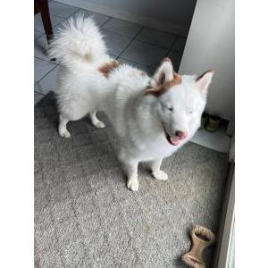 Lost Dog Flash