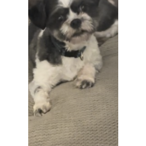 Lost Dog Bailey Jace