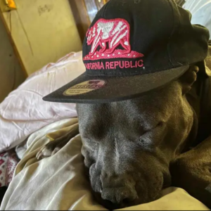 Lost Dog Batman