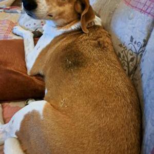 2nd Image of Lucy, Lost Dog