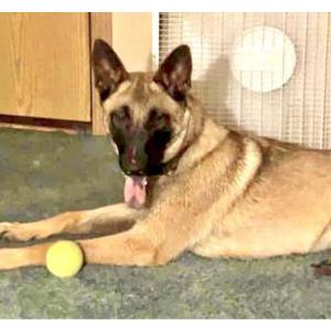 Lost Dog Delta