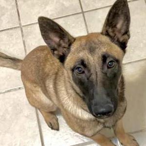 2nd Image of Delta, Lost Dog