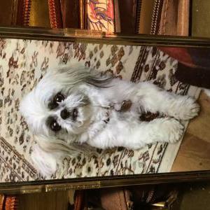 Lost Dog Ryder