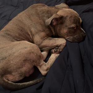Lost Dog Ates Cetin