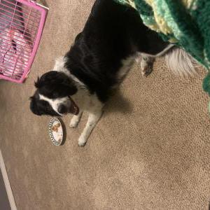 Found Dog Unknown