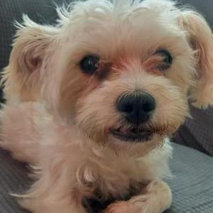 Image of Luna, Lost Dog