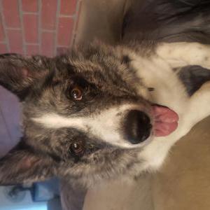 Lost Dog Max