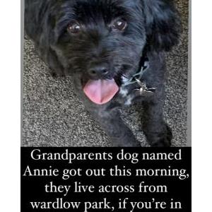 Lost Dog Annie