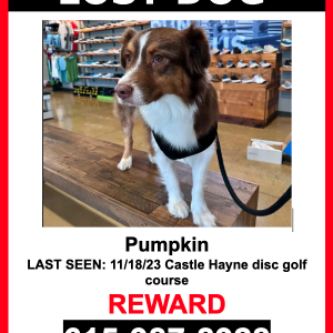 Lost Dog Pumpkin