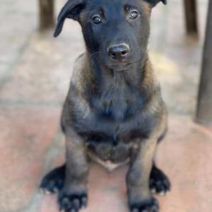 Image of Mocha, Lost Dog