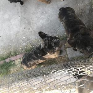 Image of Gucci n Kiki, Lost Dog