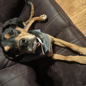 Found Dog Unknown