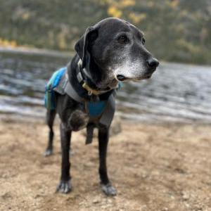 Lost Dog Mozzie