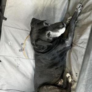 2nd Image of Mozzie, Lost Dog