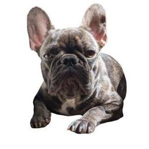 Image of Stella, Lost Dog