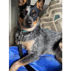 Lost Dog Cricket