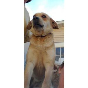 Lost Dog Daisy