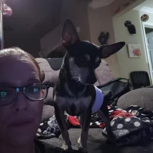 Image of Rocket, Lost Dog