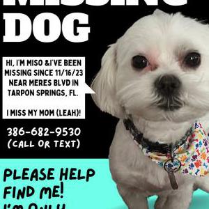 Lost Dog Miso