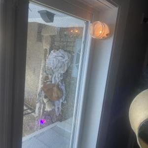 Image of Jeff, Lost Dog