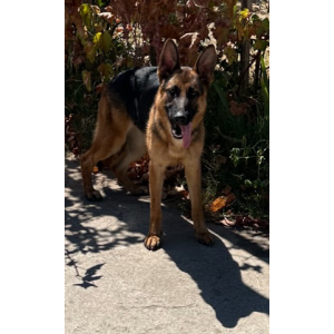 Image of Nova, Lost Dog