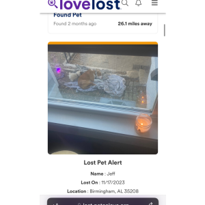 Image of Jeff, Lost Dog