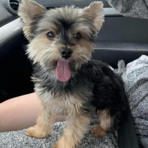 Image of Koda, Lost Dog