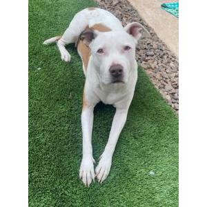 Image of Gaia, Lost Dog