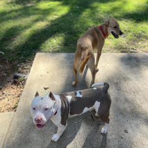 Lost Dog Beanie Wells