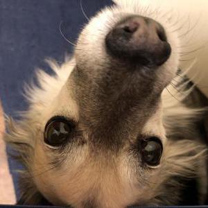 Image of Shadow, Lost Dog