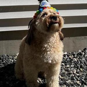 Lost Dog Kingston